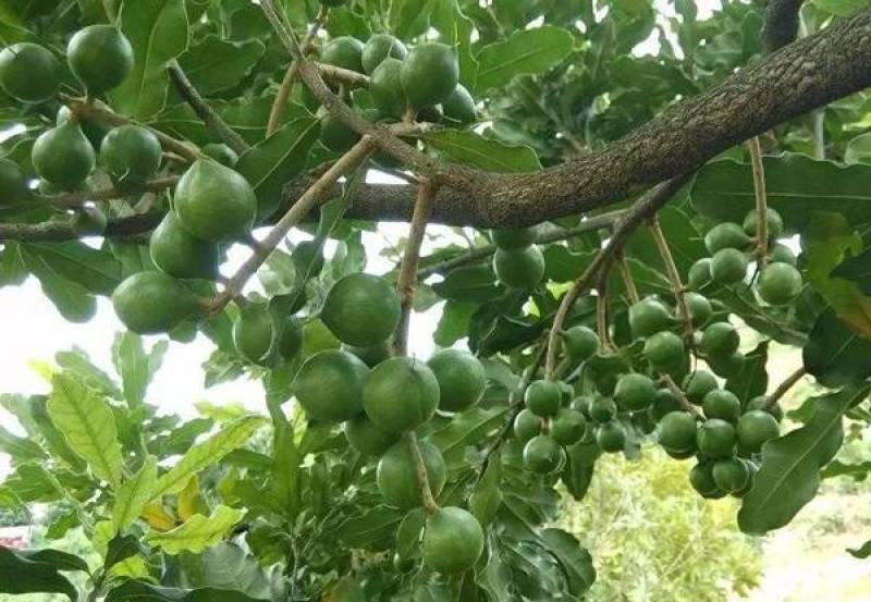 云南澳洲夏威夷果坚果，可选择干果，或者生果