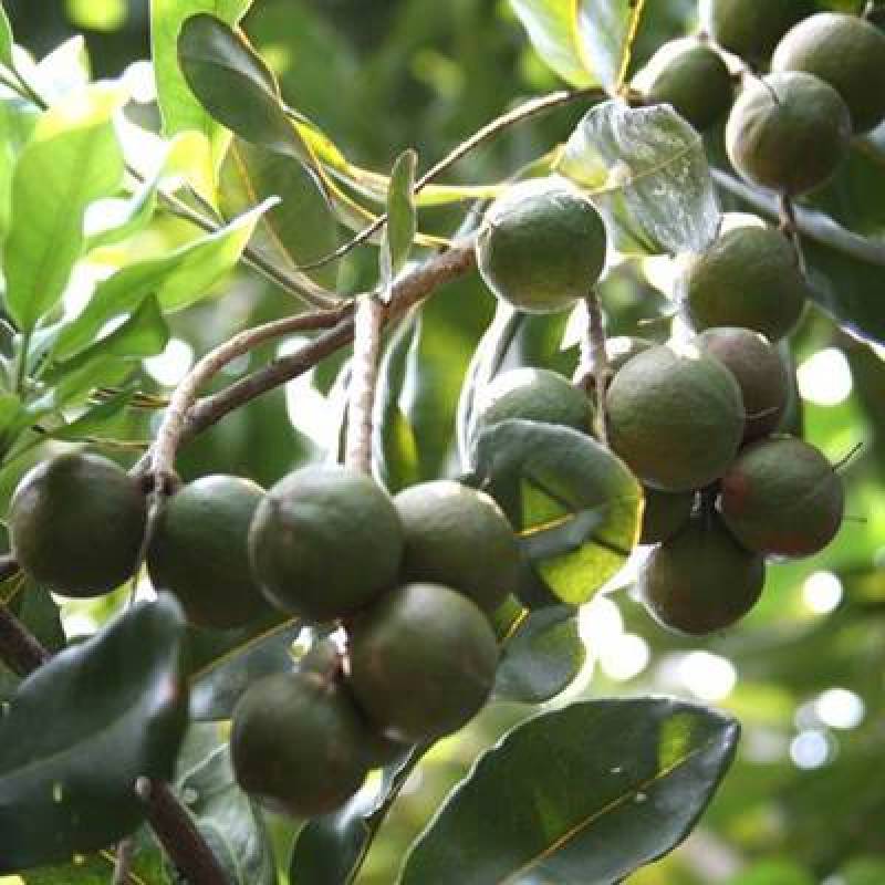 云南澳洲夏威夷果坚果，可选择干果，或者生果