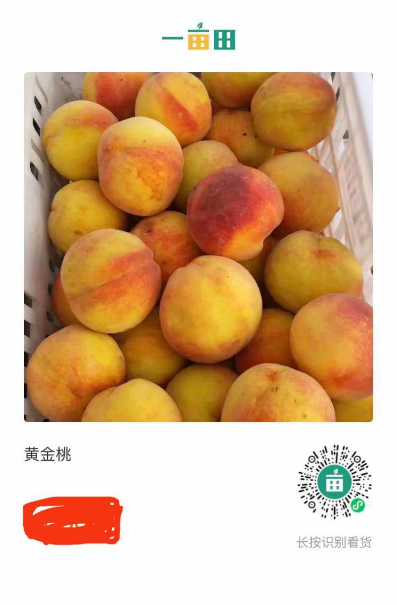 产地直供晚黄金桃