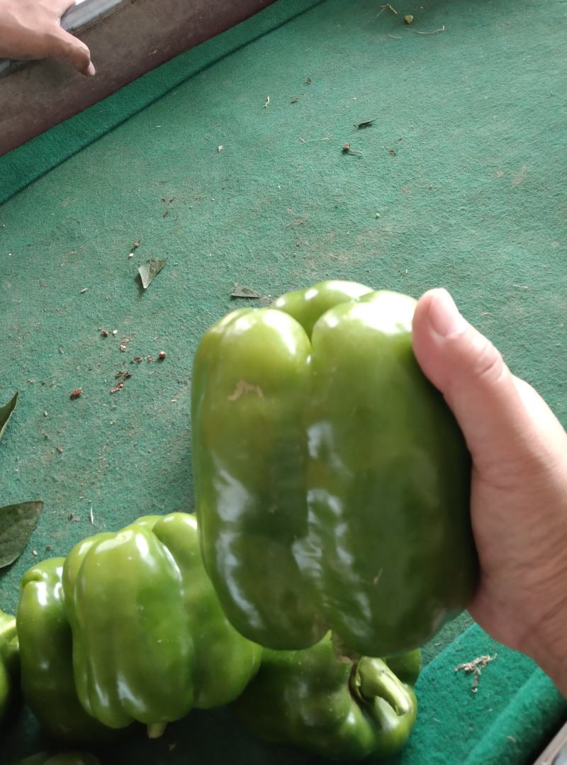 甜椒