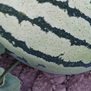 头茬西瓜大量批发