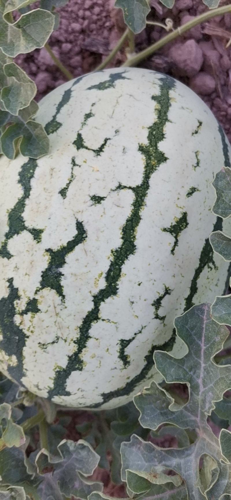 头茬西瓜大量批发