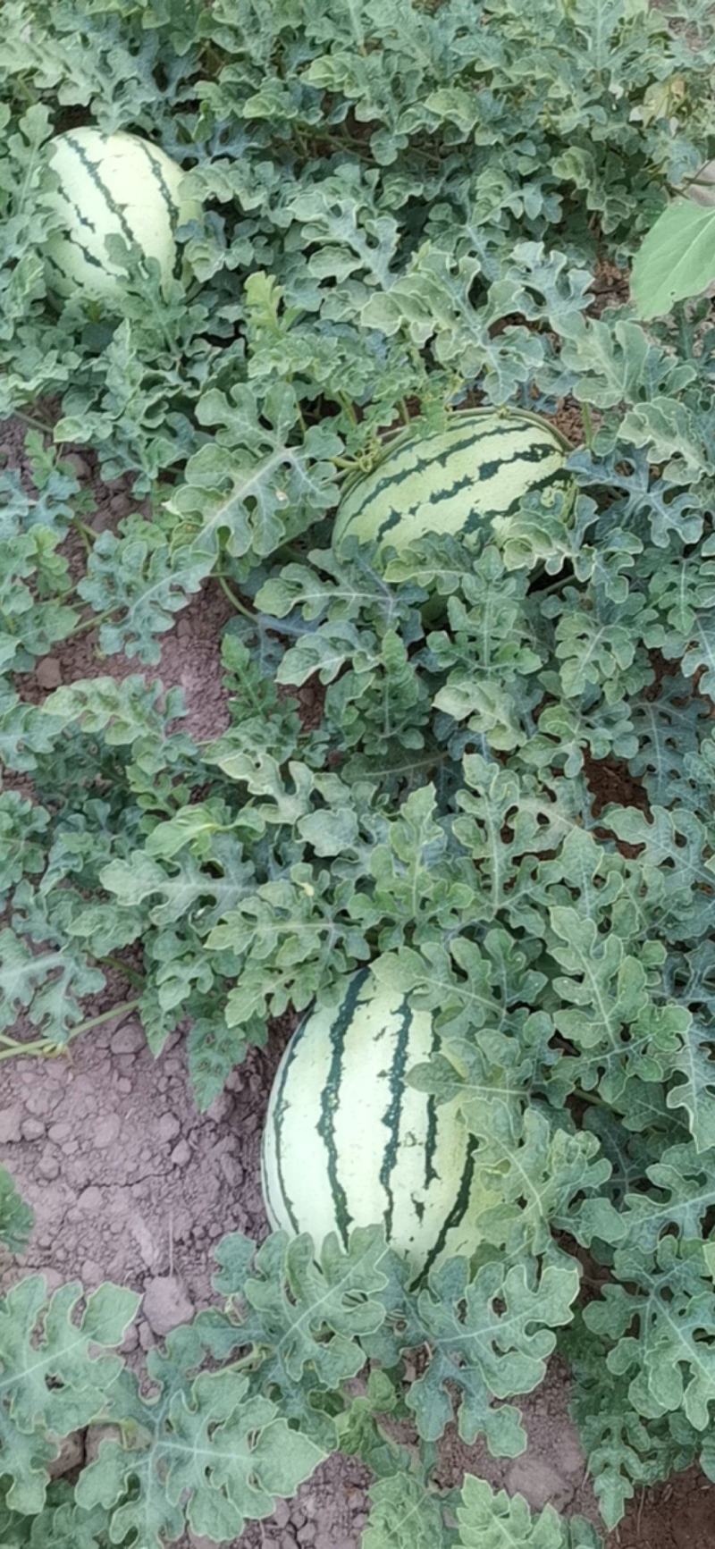 头茬西瓜大量批发