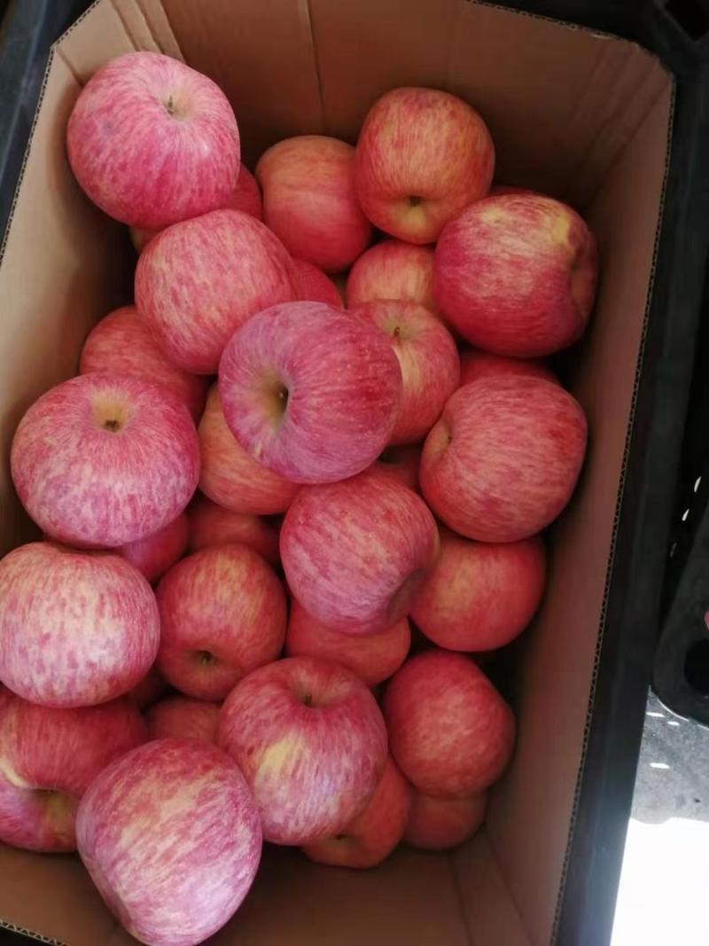 山东苹果红富士苹果产地一手货源质优价廉全国发货