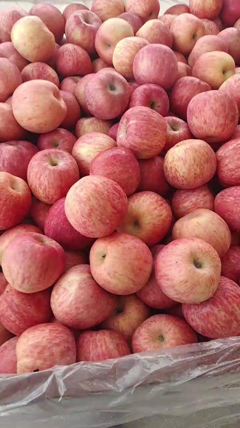 山东苹果红富士苹果产地一手货源质优价廉全国发货