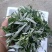 纯野生艾草