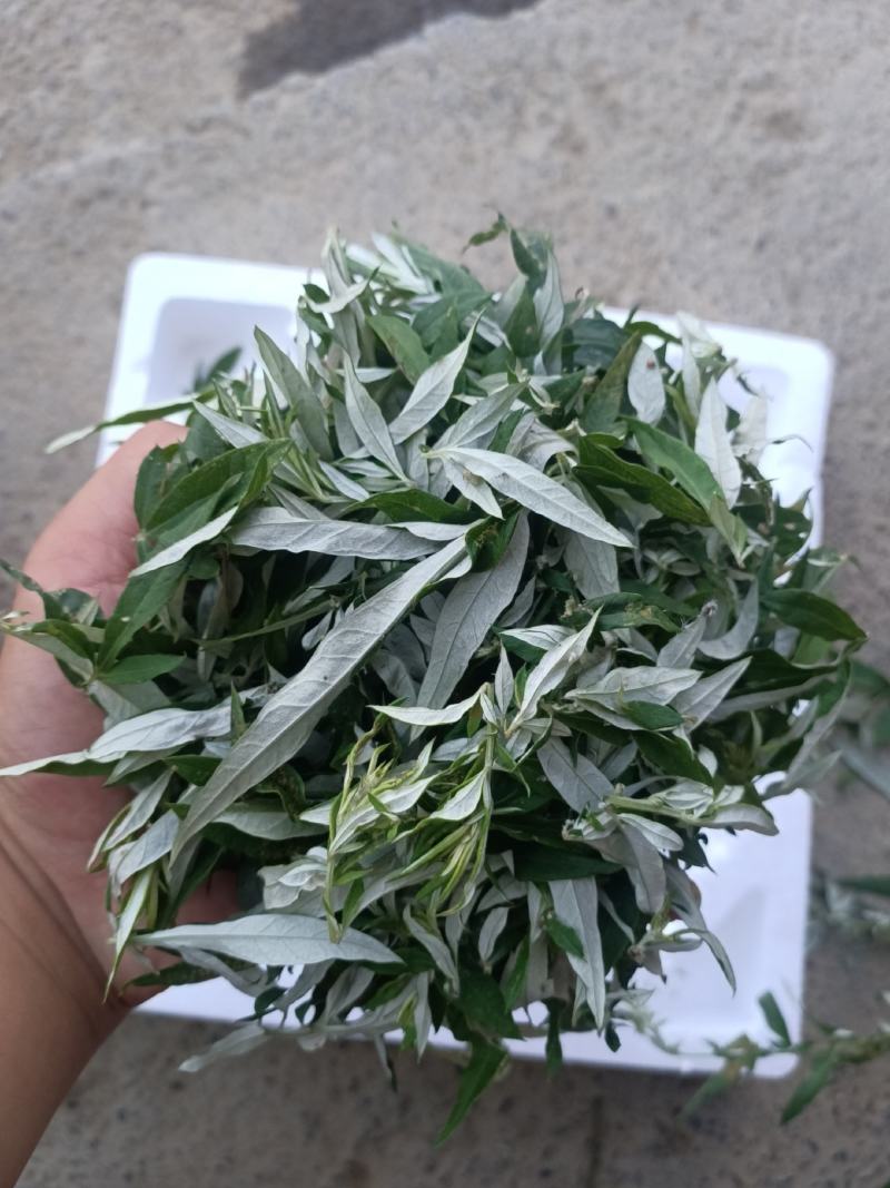 纯野生艾草