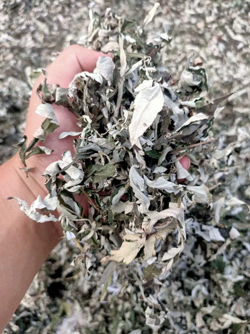 纯野生艾草