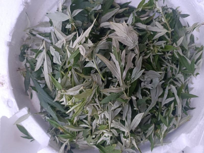 纯野生艾草