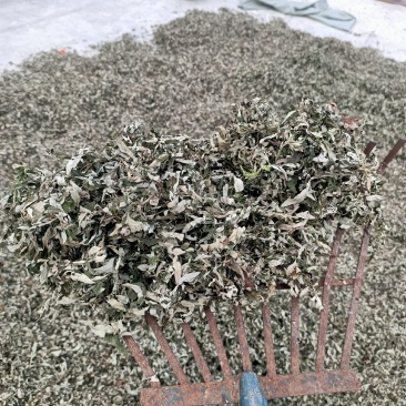 纯野生艾草