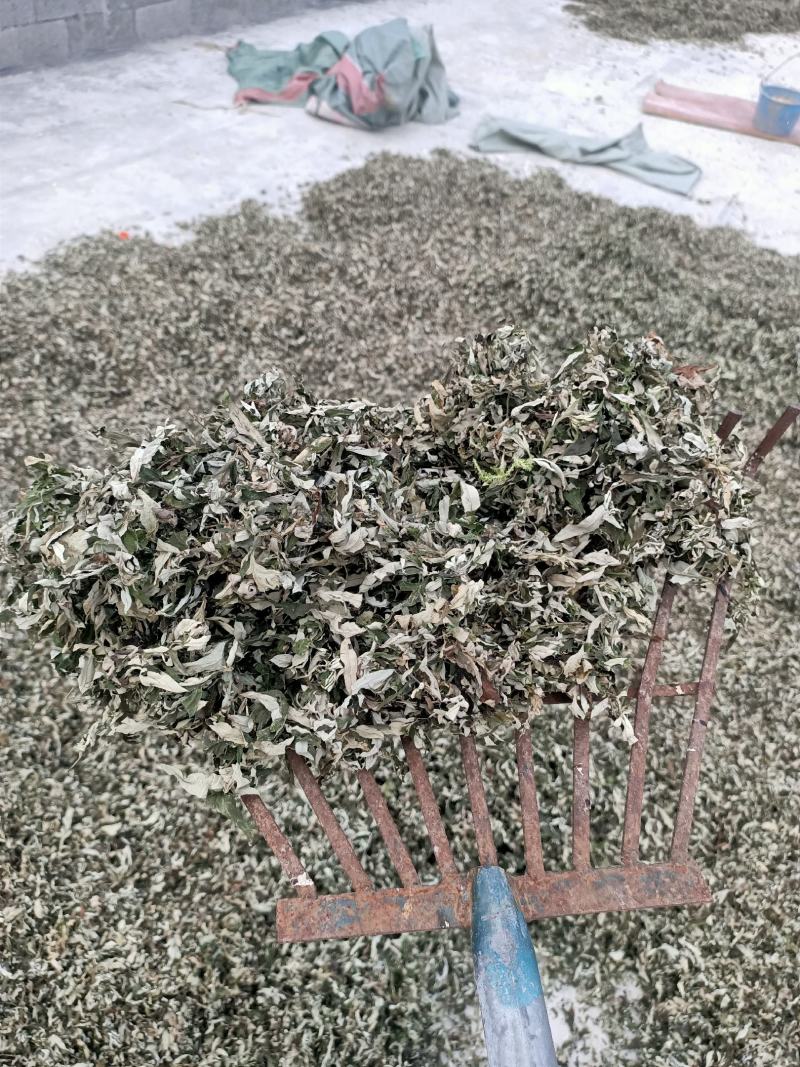 纯野生艾草