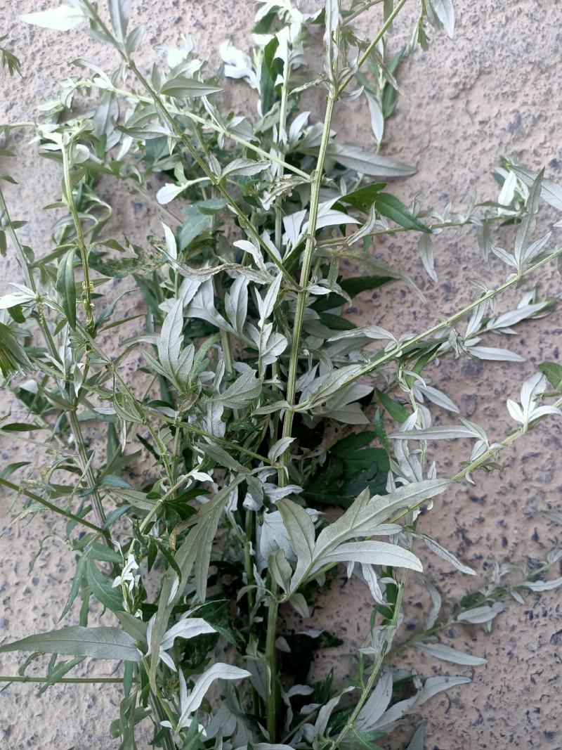 纯野生艾草