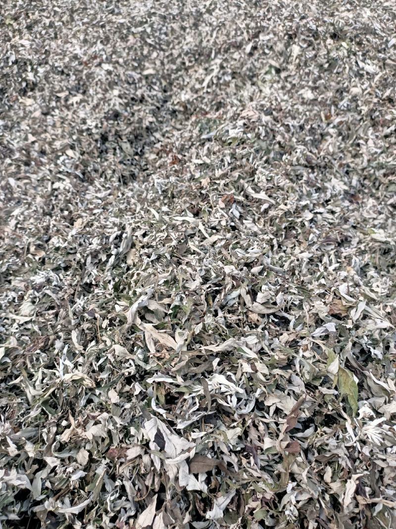 纯野生艾草