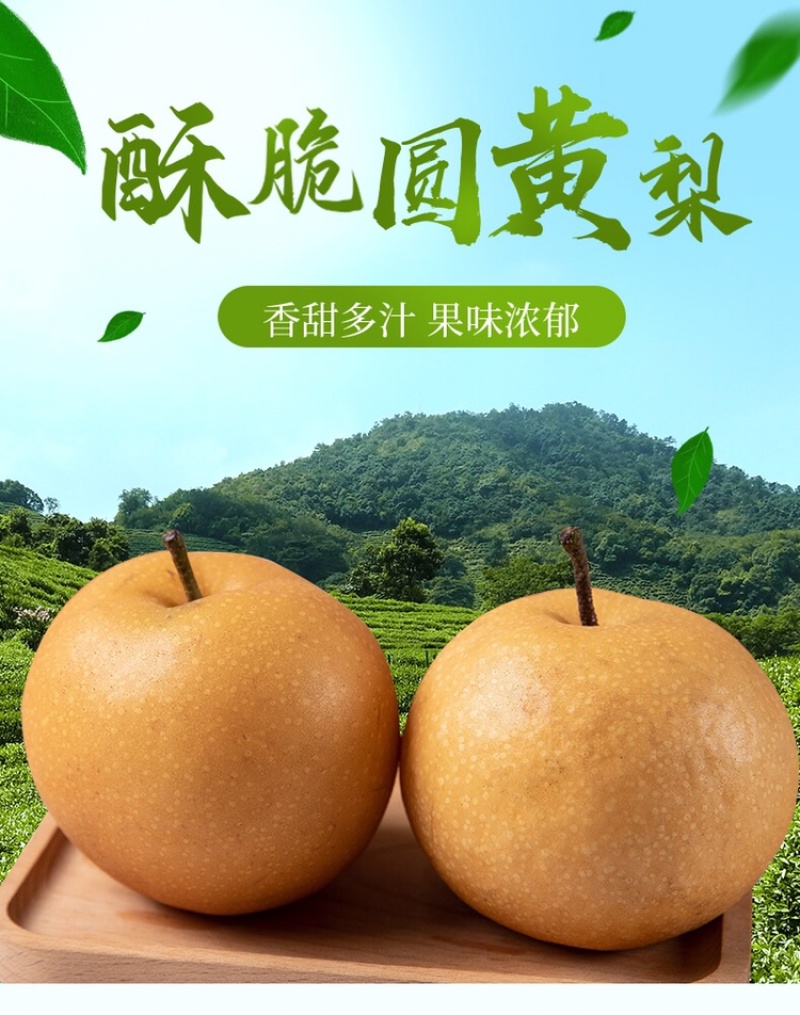 百里洲黄花梨，翠冠，产地一手货源，香甜可口，价格实惠。