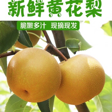 百里洲黄花梨，翠冠，产地一手货源，香甜可口，价格实惠。