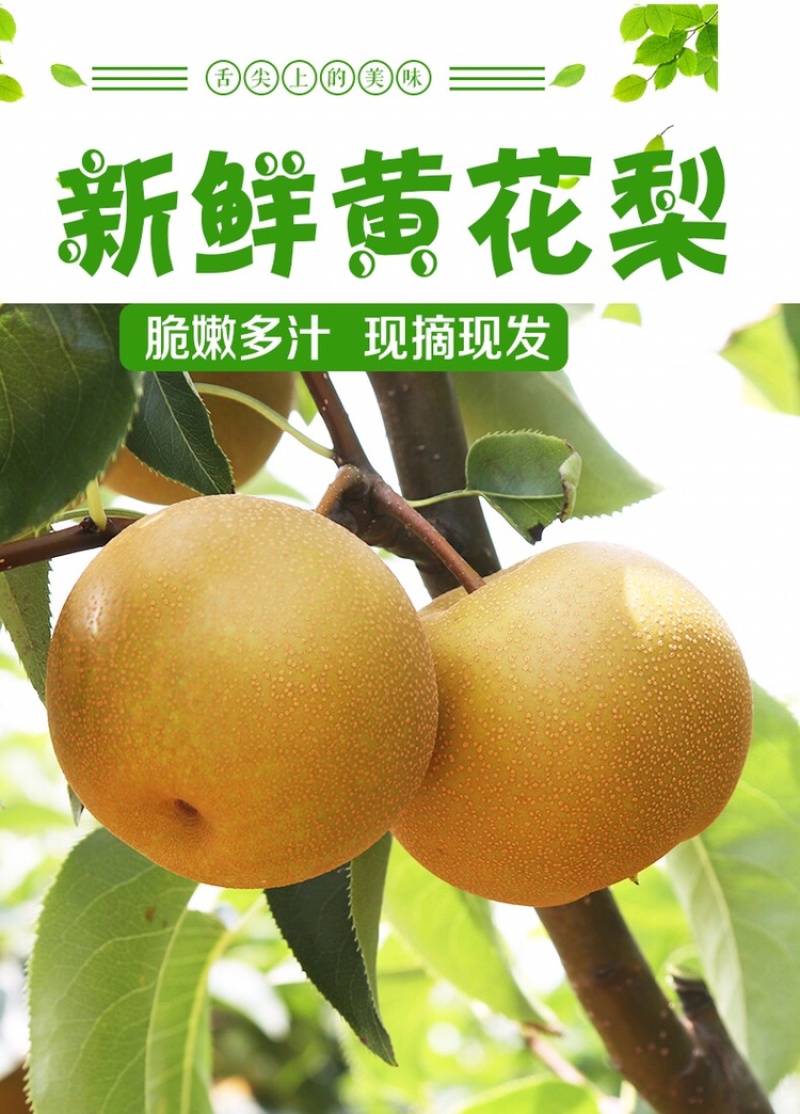 百里洲黄花梨，翠冠，产地一手货源，香甜可口，价格实惠。