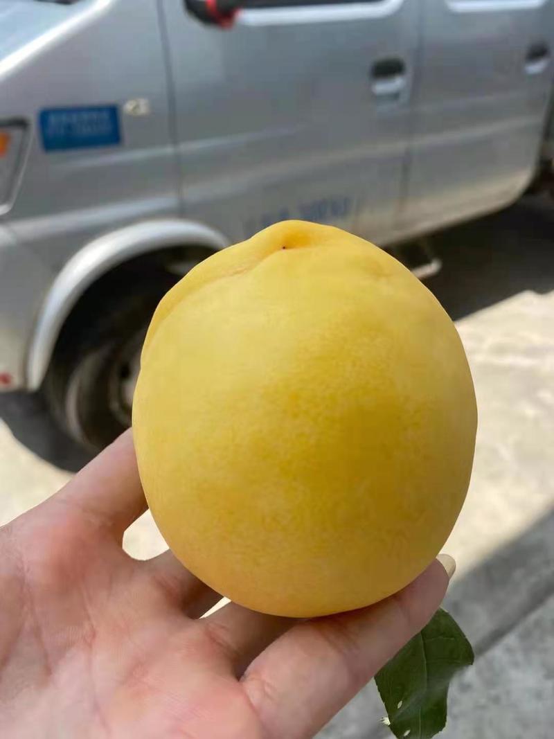 【推荐】锦绣黄桃黄中黄黄桃成熟期已到产地一手货源供应