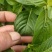 薄荷苗，薄荷根，薄荷棵，薄荷头和芽，全棵薄荷，薄荷段。