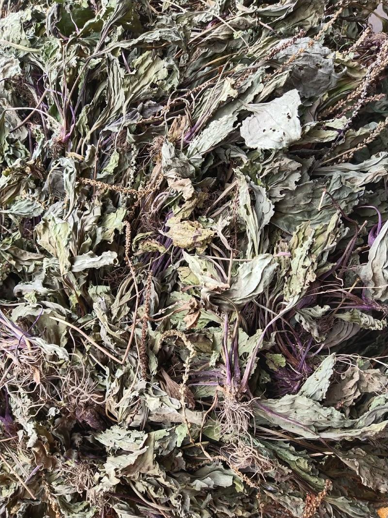 野生车前草