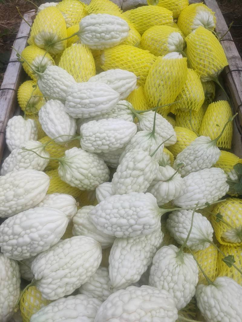 苹果苦瓜大量，实力供货