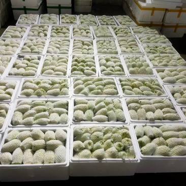 苹果苦瓜大量，实力供货
