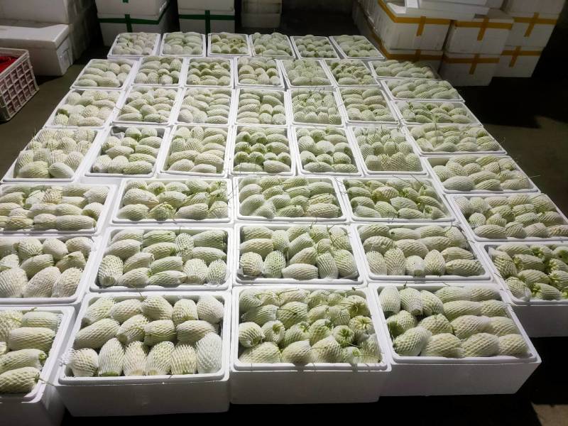 苹果苦瓜大量，实力供货