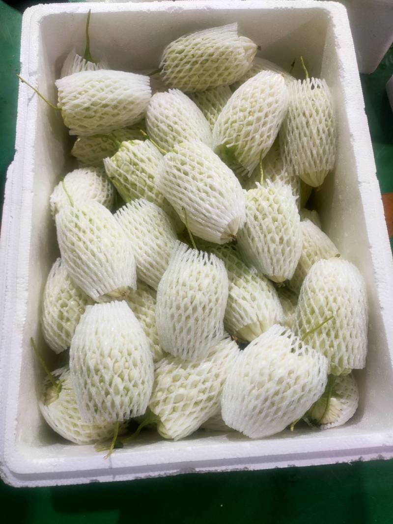 苹果苦瓜大量，实力供货
