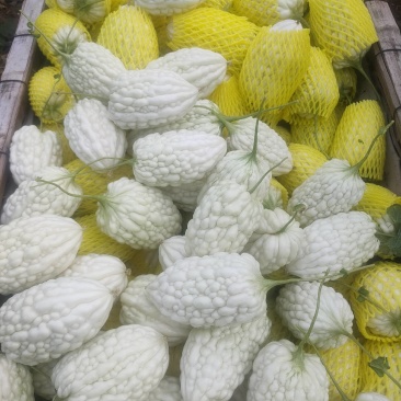 苹果苦瓜大量上市，量大从优，现摘现发，欢迎咨询
