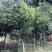福建天竺桂基地农户直销价格便宜泉州天竺桂