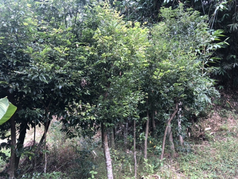 福建天竺桂基地农户直销价格便宜泉州天竺桂