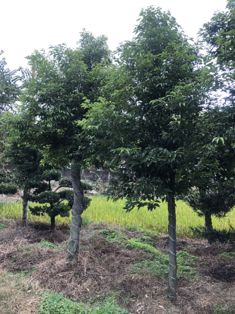 福建天竺桂基地农户直销价格便宜泉州天竺桂