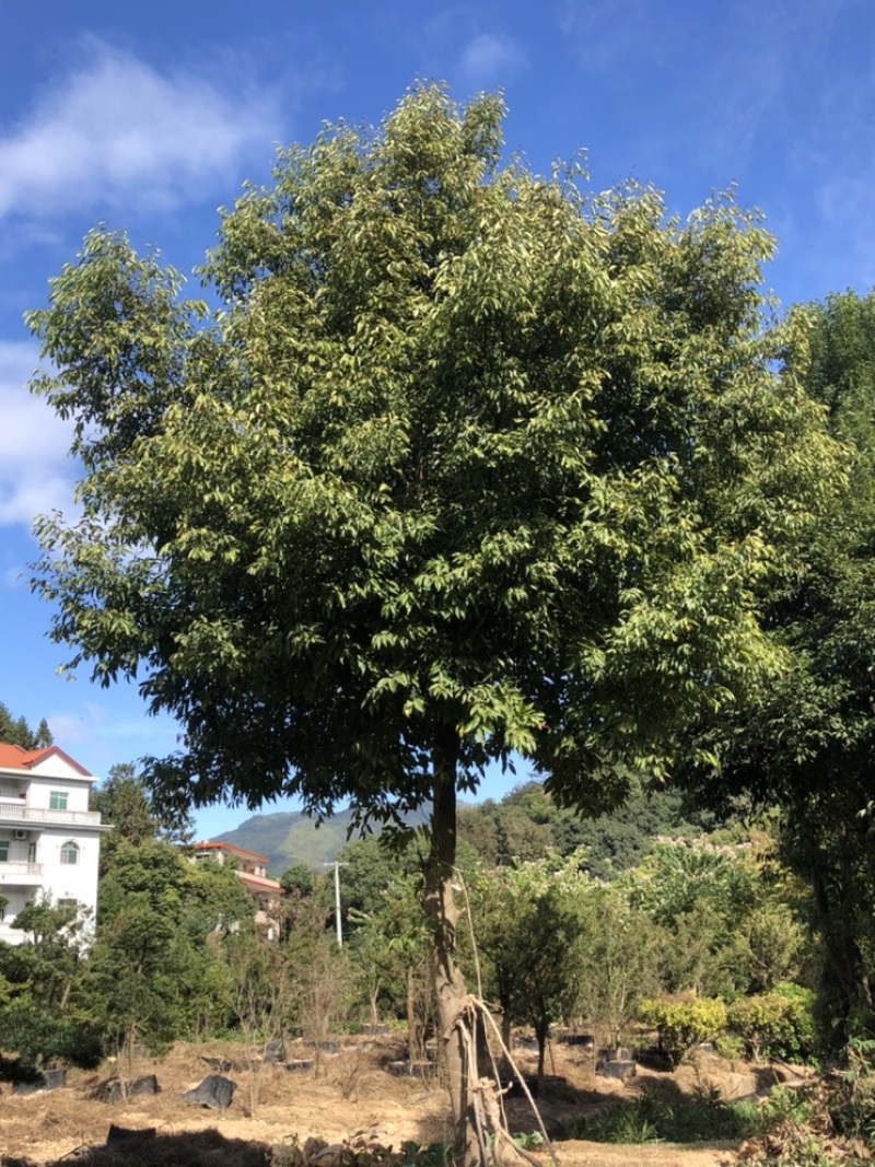 福建天竺桂基地农户直销价格便宜泉州天竺桂