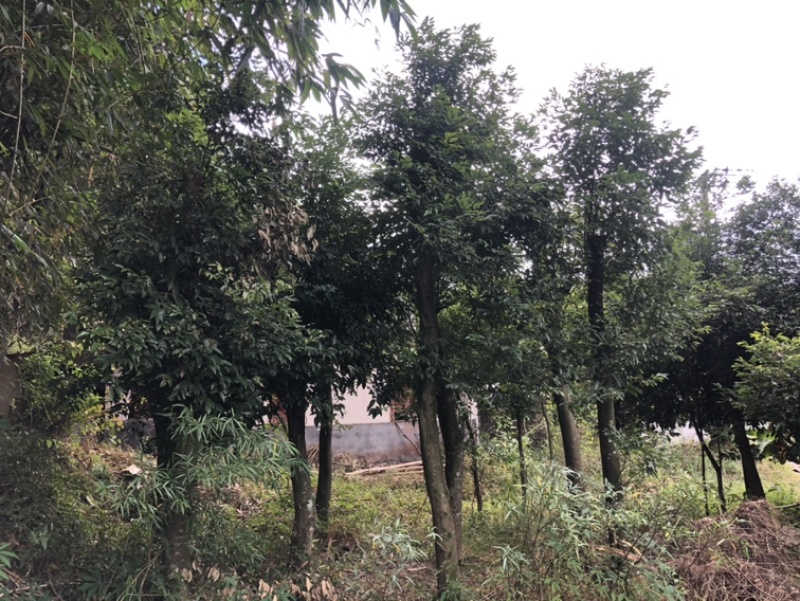 福建天竺桂基地农户直销价格便宜泉州天竺桂