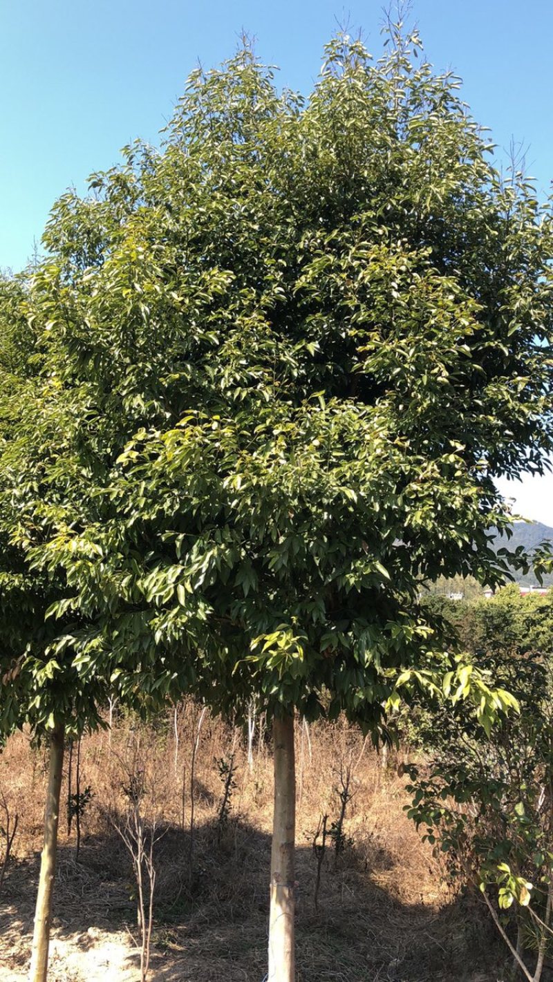 福建天竺桂基地农户直销价格便宜泉州天竺桂