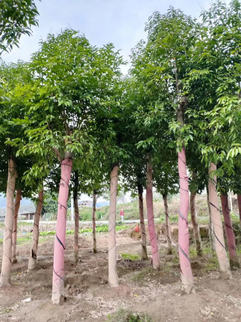福建天竺桂基地农户直销价格便宜泉州天竺桂