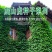 爬山虎种子五叶地锦发芽率95%以上免费提供发票