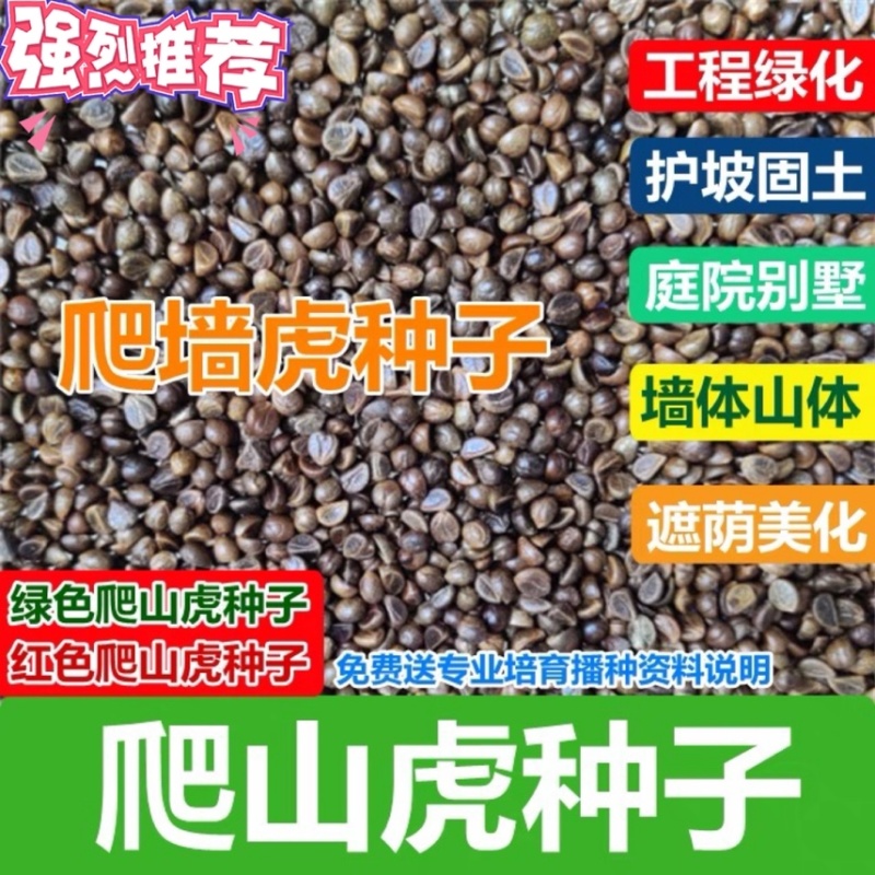 爬山虎种子五叶地锦发芽率95%以上免费提供发票