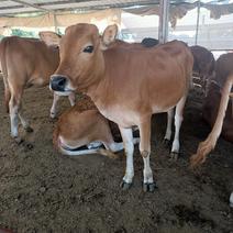 鲁西黄牛价格肉牛犊价格！鲁西黄牛养殖场！鲁西黄牛繁育