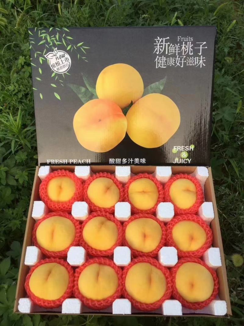 黄毛桃批发纸袋黄毛桃大量上市质量好货源充足全国发货