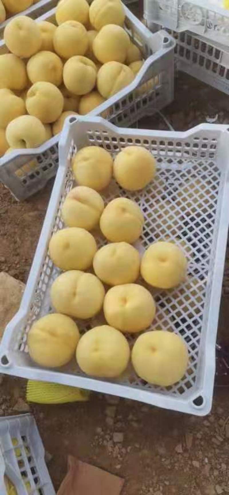 黄毛桃批发纸袋黄毛桃大量上市质量好货源充足全国发货