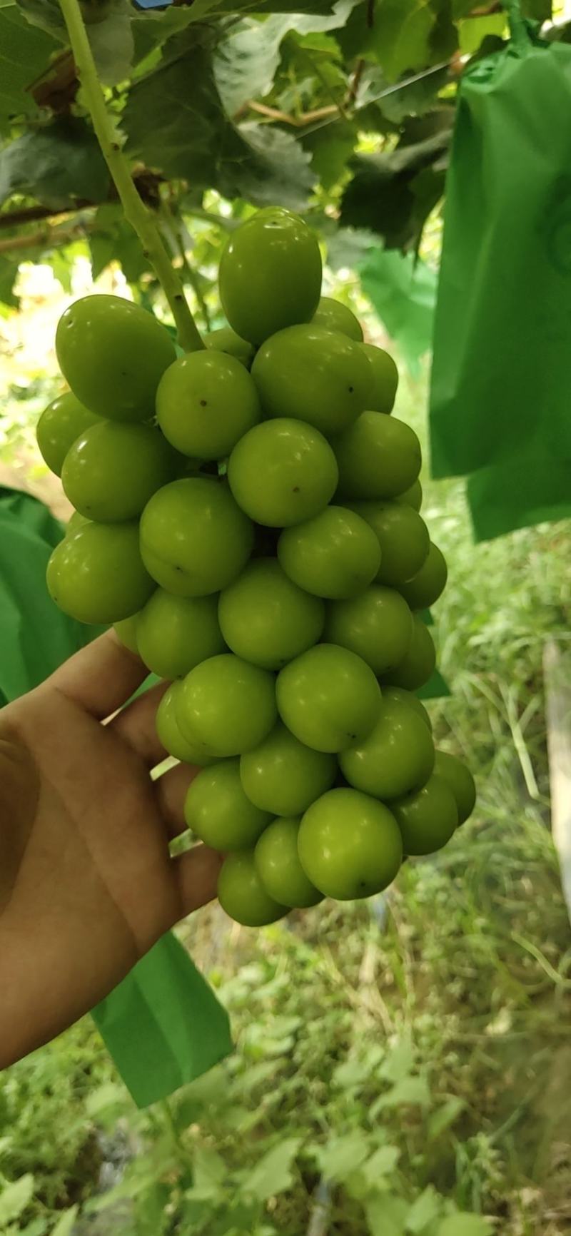 大荔本地阳光玫瑰表光好硬度好甜度高库存量大一手货源！！