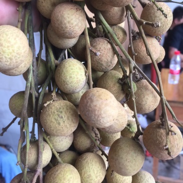 龙眼，代卖广西博白县三滩镇龙眼自由批发巿场