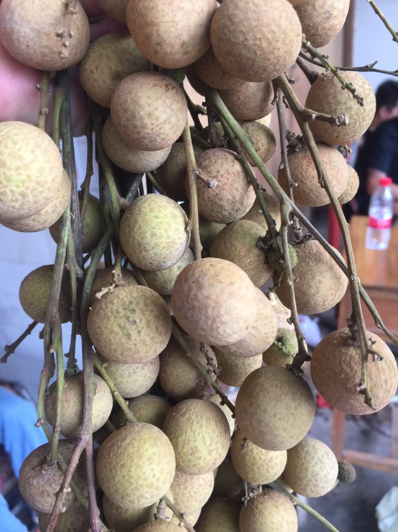 龙眼，代卖广西博白县三滩镇龙眼自由批发巿场