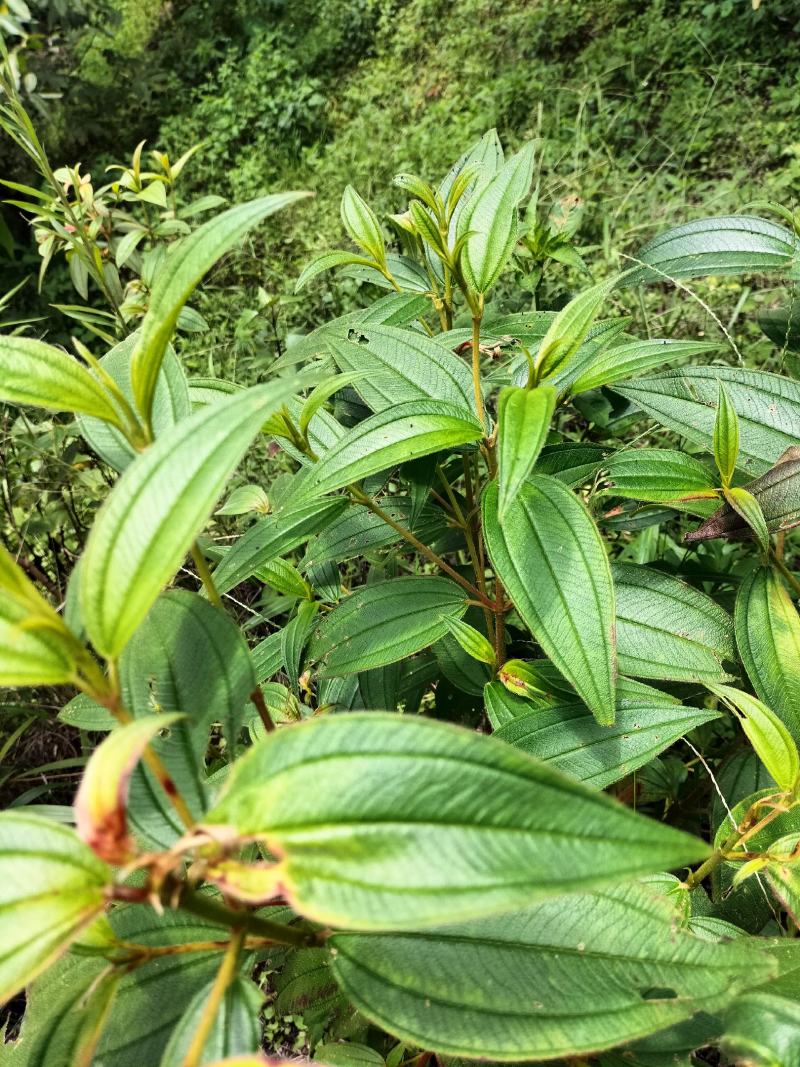 云南省临沧凤庆野生野牡丹羊开口，鲜叶鲜枝，干货出售