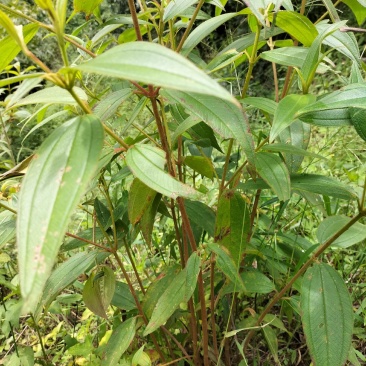 云南省临沧凤庆野生野牡丹羊开口，鲜叶鲜枝，干货出售