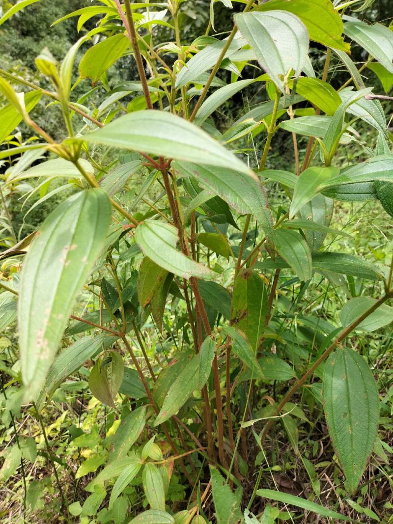 云南省临沧凤庆野生野牡丹羊开口，鲜叶鲜枝，干货出售