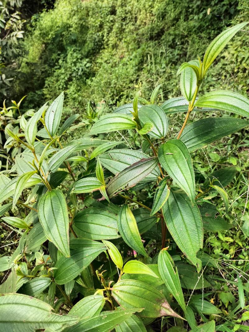 云南省临沧凤庆野生野牡丹羊开口，鲜叶鲜枝，干货出售