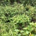 云南省临沧凤庆野生野牡丹羊开口，鲜叶鲜枝，干货出售