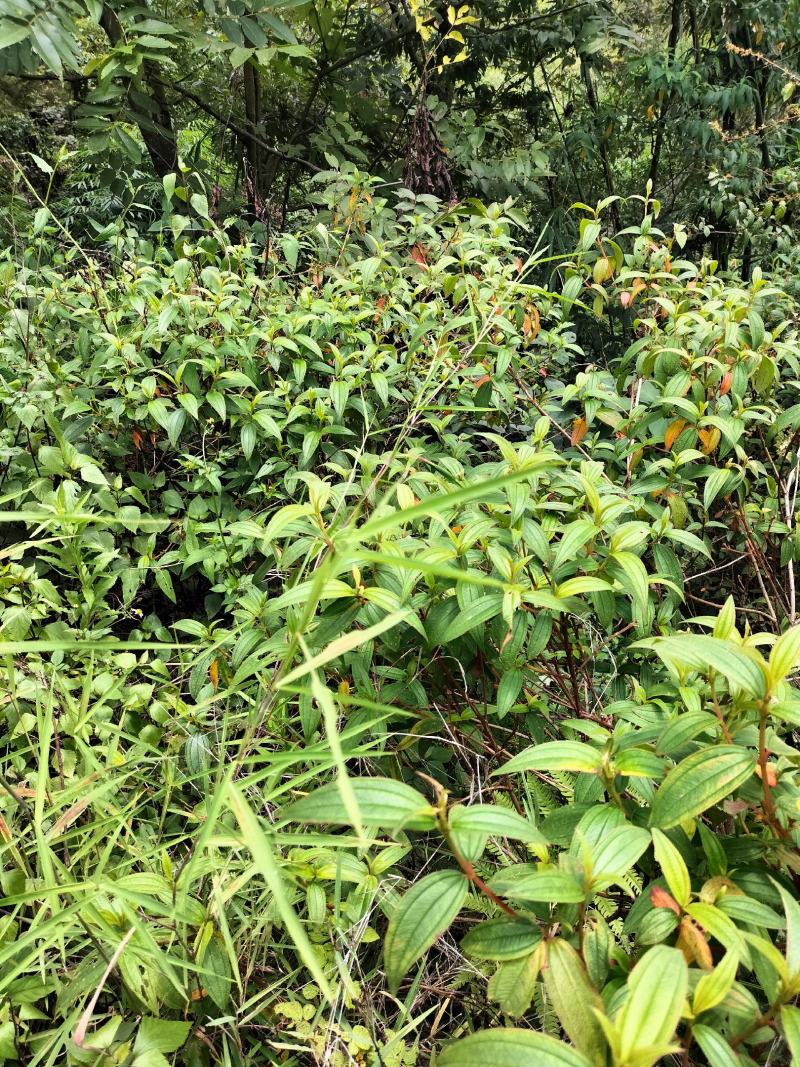 云南省临沧凤庆野生野牡丹羊开口，鲜叶鲜枝，干货出售