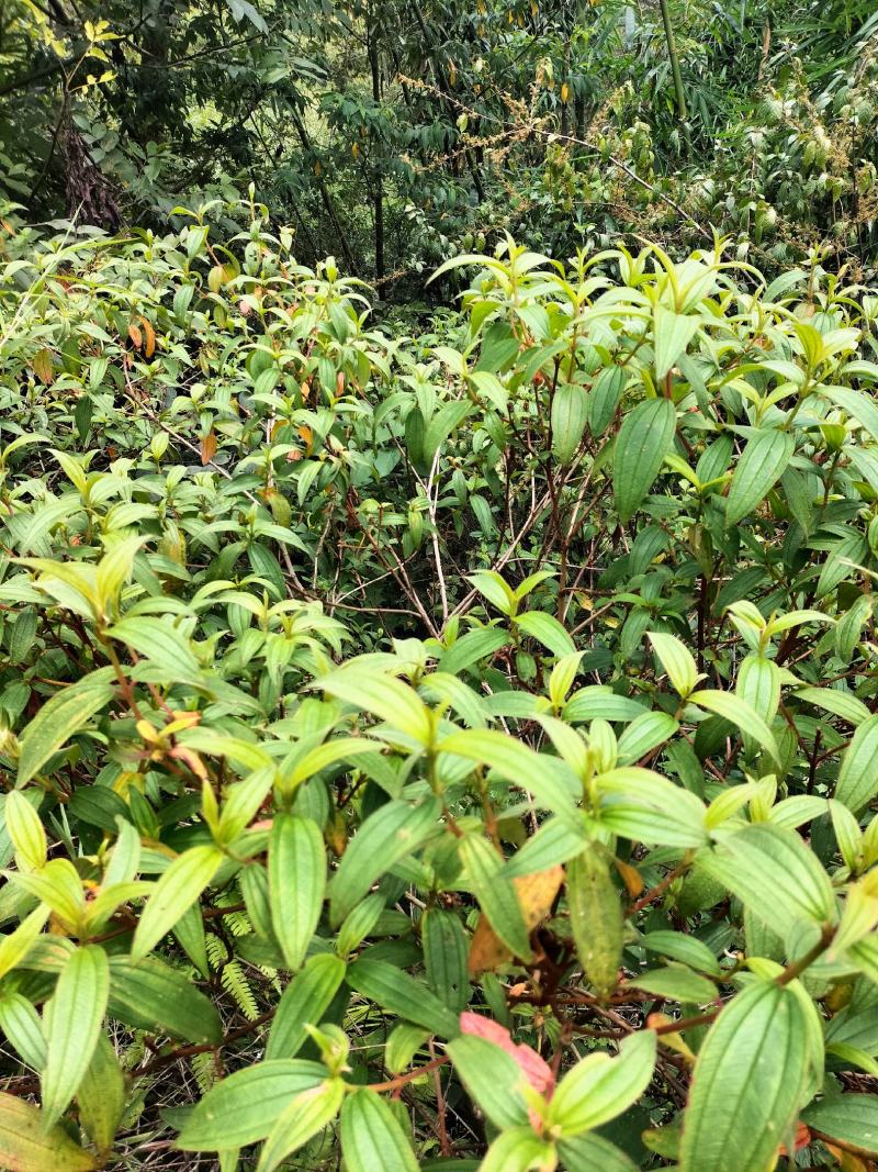 云南省临沧凤庆野生野牡丹羊开口，鲜叶鲜枝，干货出售